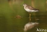 Wood Sandpiper (Tringa glareola)