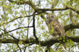 Tawny Owl (Strix aluco)