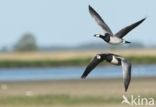 Brandgans (Branta leucopsis)