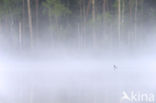 Common Goldeneye (Bucephala clangula)