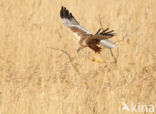 Bruine Kiekendief (Circus aeruginosus)