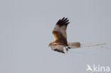 Bruine Kiekendief (Circus aeruginosus)