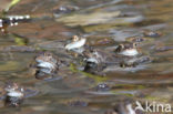 Bruine kikker (Rana temporaria)