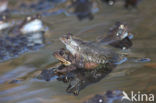 Common Frog (Rana temporaria)