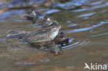 Common Frog (Rana temporaria)