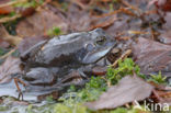 Bruine kikker (Rana temporaria)