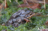 Common Frog (Rana temporaria)