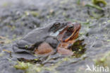 Common Frog (Rana temporaria)