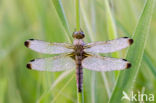 Bruine korenbout (Libellula fulva)