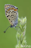 Bruine vuurvlinder (Lycaena tityrus)