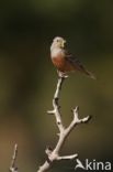 Cretzschmar s bunting (Emberiza caesia)