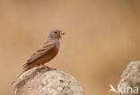 Bruinkeelortolaan (Emberiza caesia)