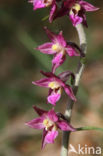 Dark-red Helleborine (Epipactis atrorubens)