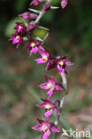 Bruinrode wespenorchis