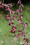 Dark-red Helleborine (Epipactis atrorubens)