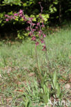 Bruinrode wespenorchis