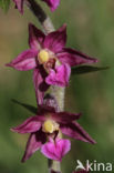 Dark-red Helleborine (Epipactis atrorubens)