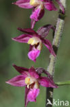 Dark-red Helleborine (Epipactis atrorubens)