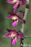 Bruinrode wespenorchis