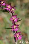 Bruinrode wespenorchis