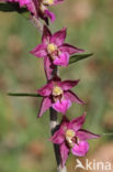 Bruinrode wespenorchis