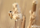 Eurasian Penduline-Tit (Remiz pendulinus)