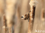 Eurasian Penduline-Tit (Remiz pendulinus)