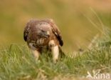 Common Buzzard (Buteo buteo)