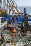 Offshore wind farm Butendiek