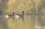 Canada Goose (Branta canadensis)