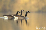 Canadese Gans (Branta canadensis)