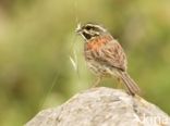 Cirlgors (Emberiza cirlus)