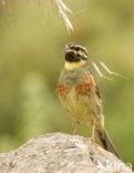 Cirlgors (Emberiza cirlus)