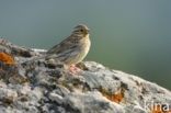 Cirlgors (Emberiza cirlus)