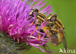 Citroenpendelvlieg (Helophilus trivittatus)