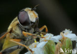 Citroenpendelvlieg (Helophilus trivittatus)