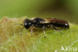 Crossocerus annulipes