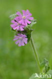 Dagkoekoeksbloem (Silene dioica)