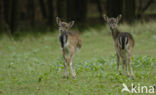 Fallow Deer (Dama dama)