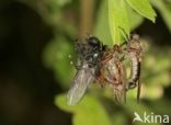 Dansvlieg (Empis tessellata)