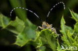 Distelbok (Agapanthia villosoviridescens)
