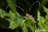 Golden-bloomed Grey longhorn (Agapanthia villosoviridescens)