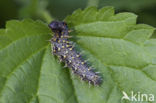 Distelvlinder (Vanessa cardui)