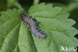 Distelvlinder (Vanessa cardui)