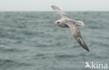 Donkere Noordse Stormvogel (Fulmarus glacialis glacialis)