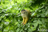 Squirrel Monkey (Saimiri spec.)