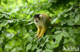 Squirrel Monkey (Saimiri spec.)