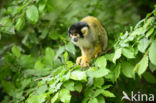 Squirrel Monkey (Saimiri spec.)