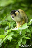 Squirrel Monkey (Saimiri spec.)