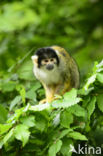 Squirrel Monkey (Saimiri spec.)